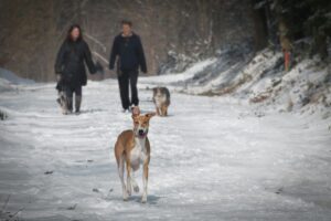 Two people and three dogs walking in a snowy forest trail during winter.