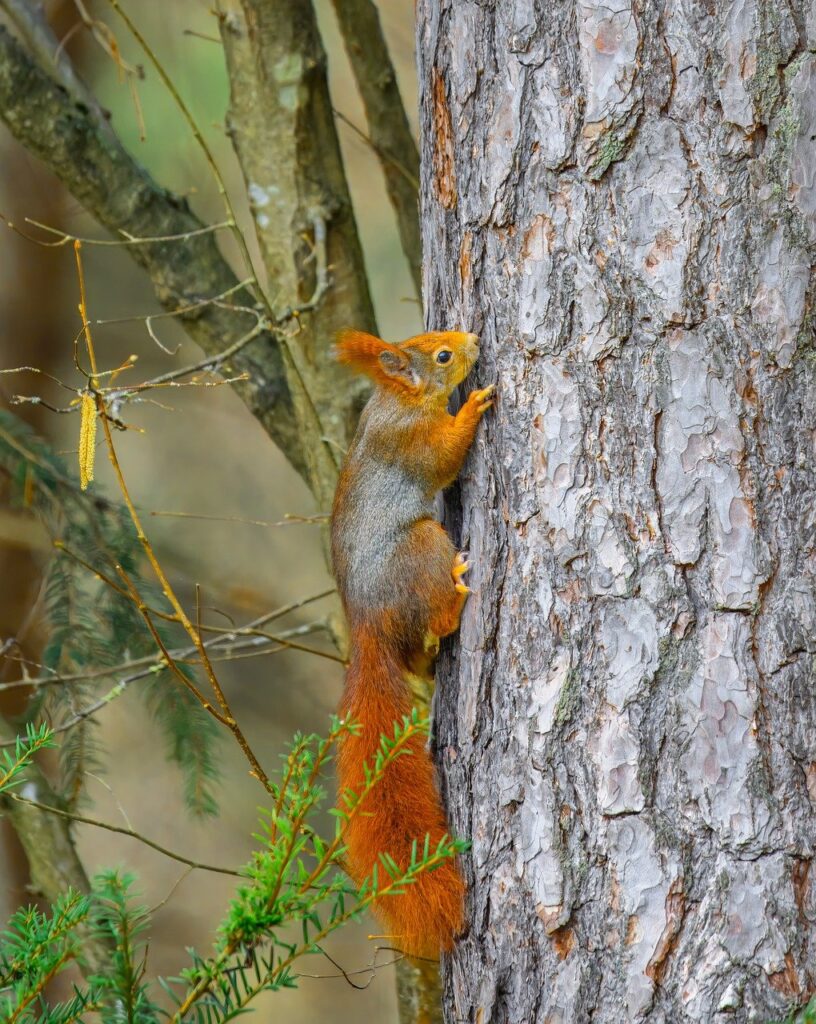 squirrel, rodent, wildlife, mammal, wilderness, outdoors, cute, whiskers, nature, animal, tree, climb, animal photography, forest