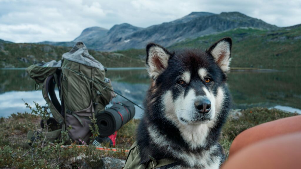 Alaskan Malamute resting by a serene Nordic lake in Nordland, Norway.