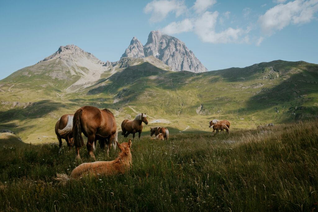 Group of horses grazing with scenic mountain backdrop, showcasing nature's beauty.